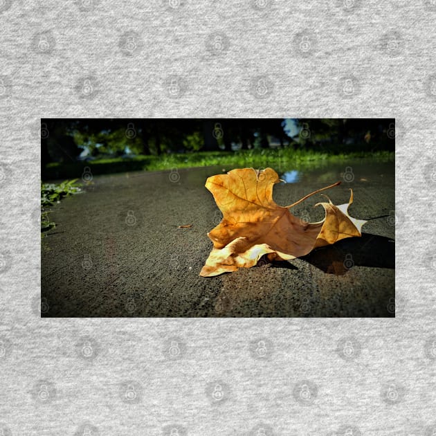 Early Autumn Leaf on Rainy Sidewalk by Rebekah Slick